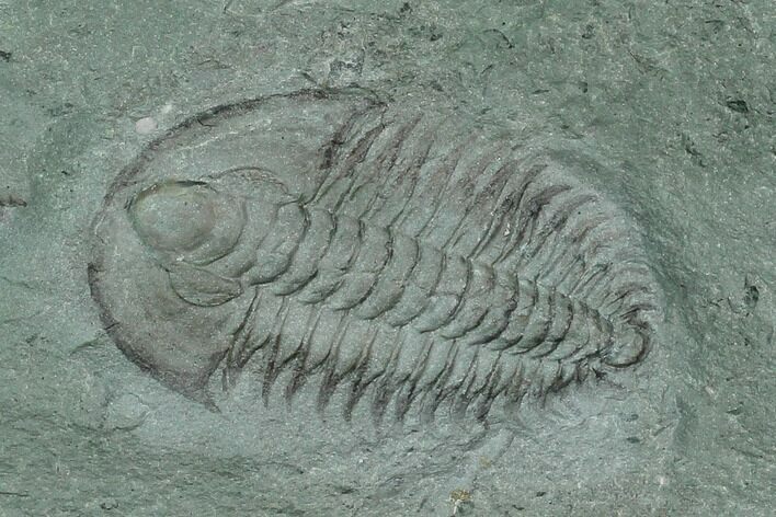 2.35" Longianda Trilobite With Pos/Neg Split - Issafen, Morocco